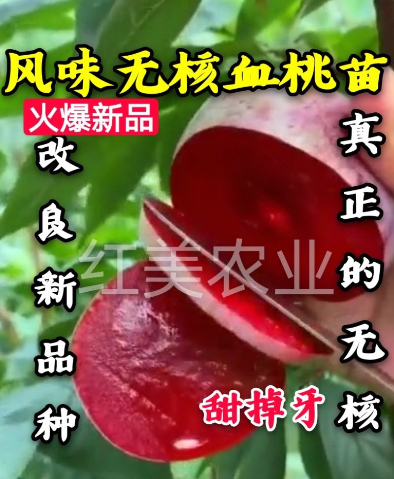 【新品】风味无核血桃苗改良新品自然无核甜度高包邮