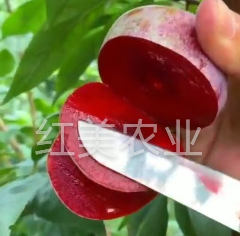【新品】风味无核血桃苗改良新品自然无核甜度高包邮