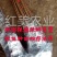 【新品】风味无核血桃苗改良新品自然无核甜度高包邮