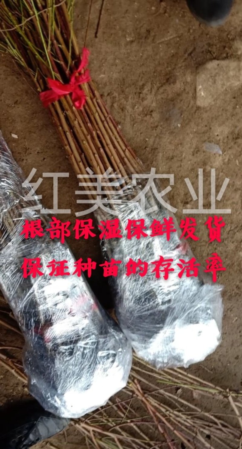 【新品】风味无核血桃苗改良新品自然无核甜度高包邮