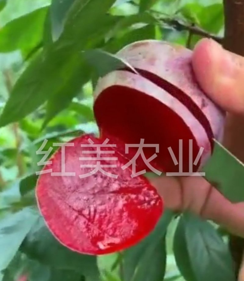 【新品】风味无核血桃苗改良新品自然无核甜度高包邮