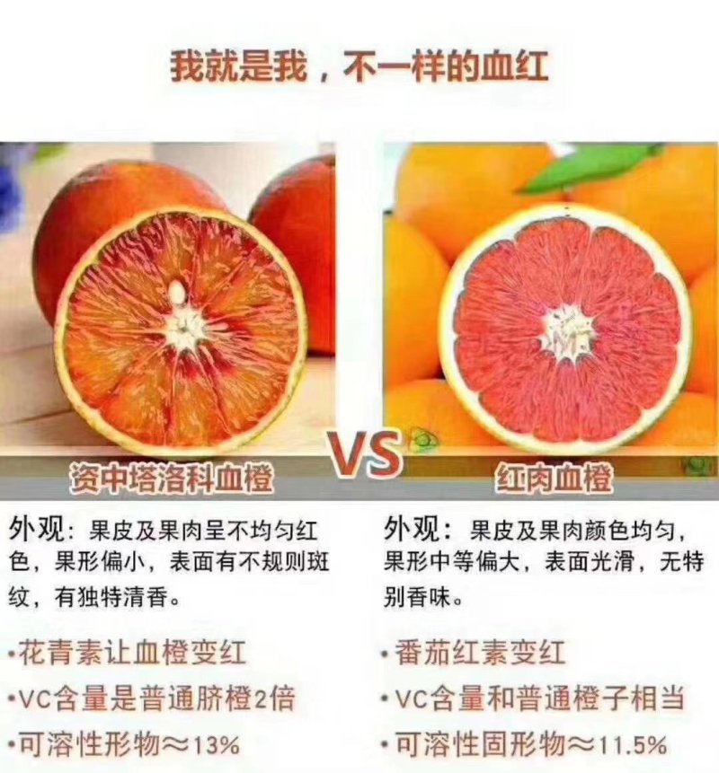 四川资中晚熟九号塔罗科血橙新鲜，现摘现发九斤包邮孕妇橙