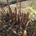野生蕨菜，（现摘现卖）每件5斤装
