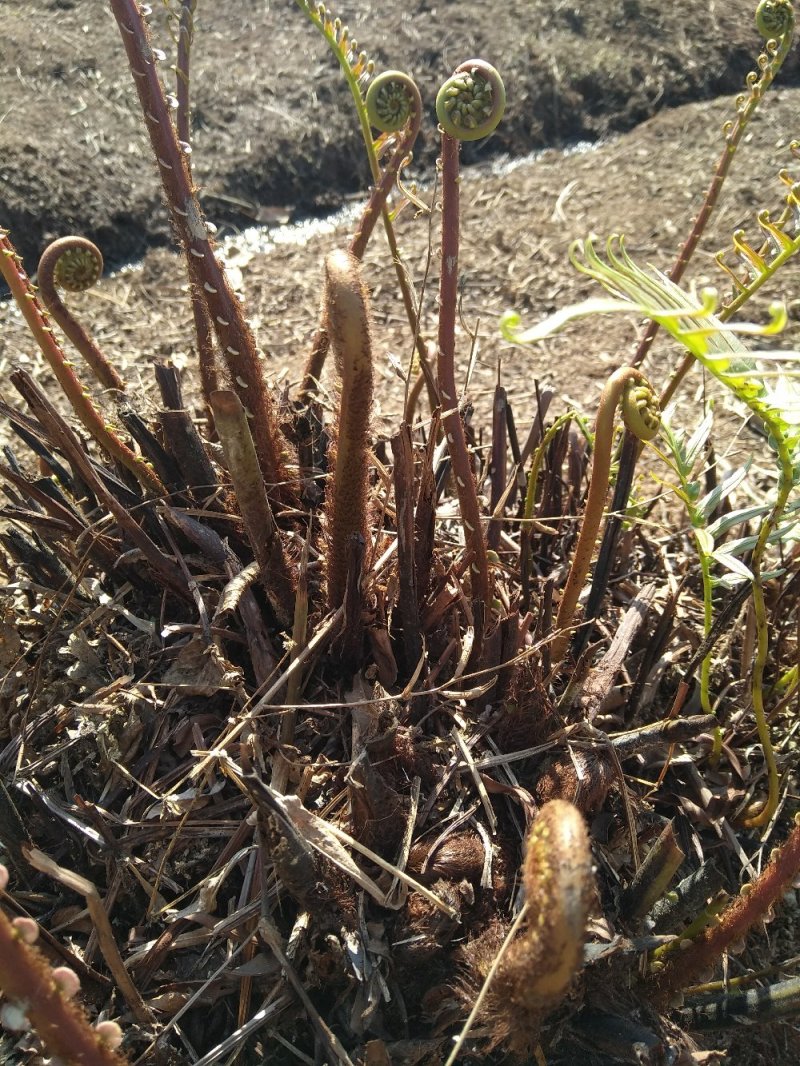 野生蕨菜，（现摘现卖）每件5斤装