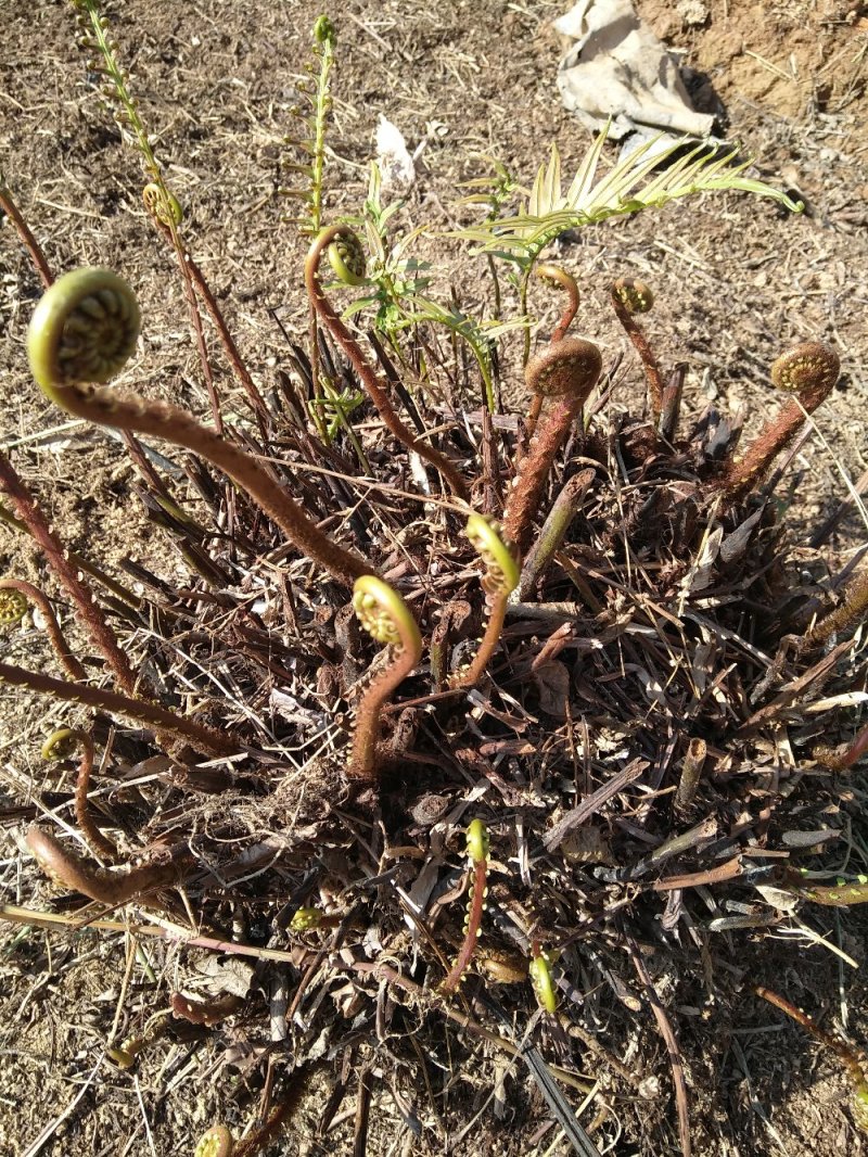 野生蕨菜，（现摘现卖）每件5斤装