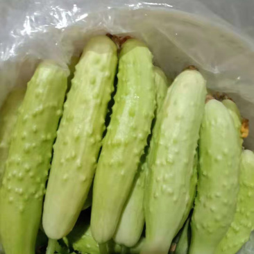 白黄瓜