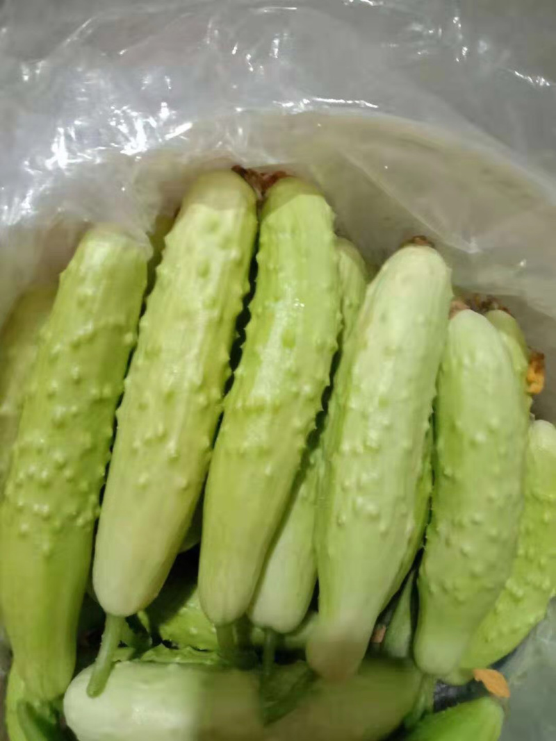 白黄瓜