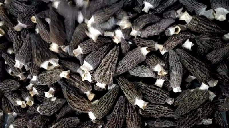 2020羊肚菌最新干货
