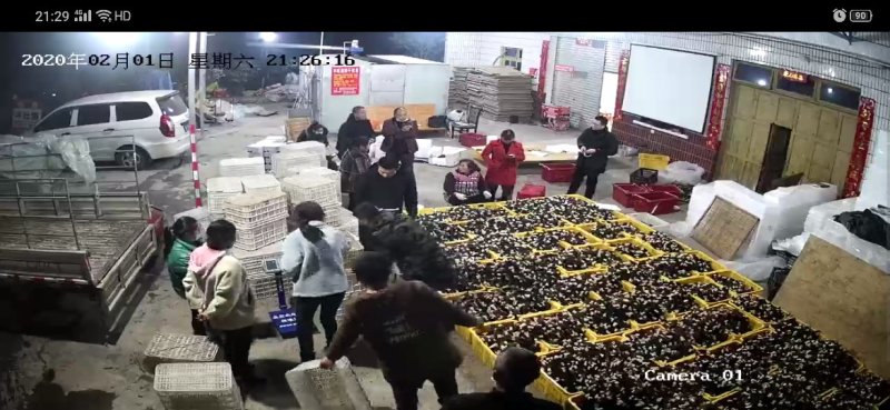 2020羊肚菌最新干货
