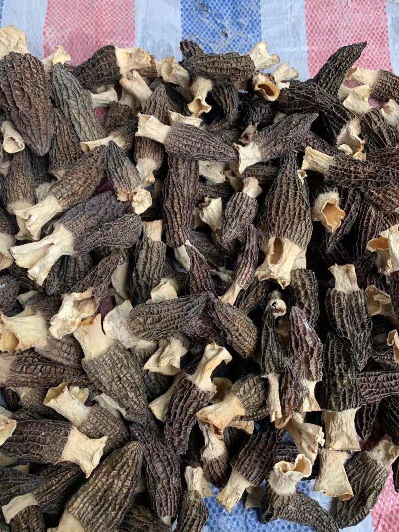 2020羊肚菌最新干货