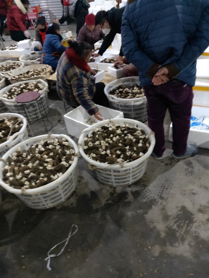 2020羊肚菌最新干货