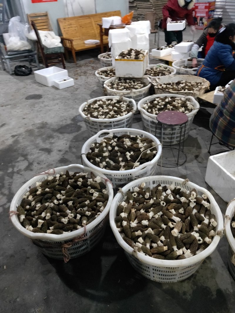 2020羊肚菌最新干货