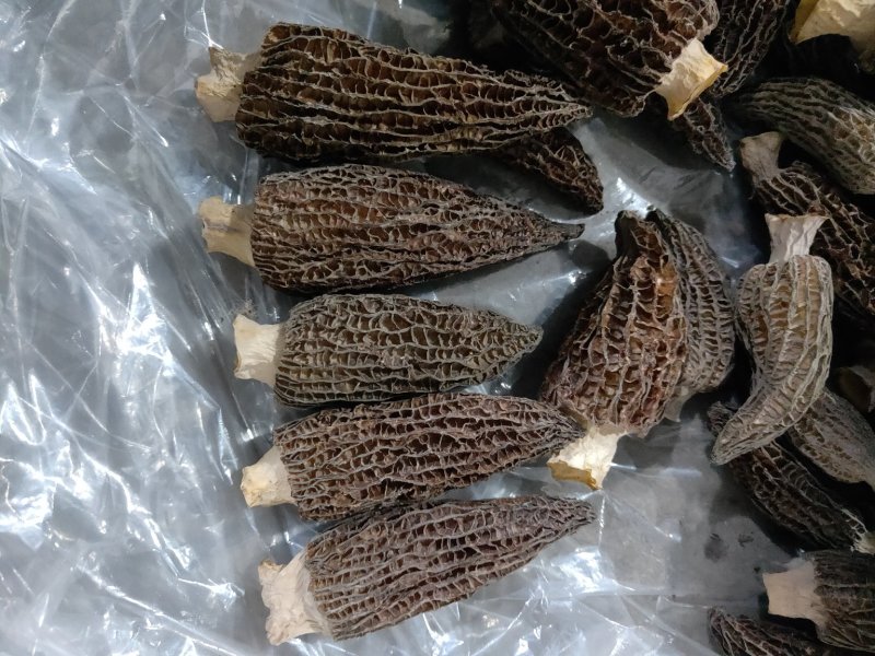 2020羊肚菌最新干货