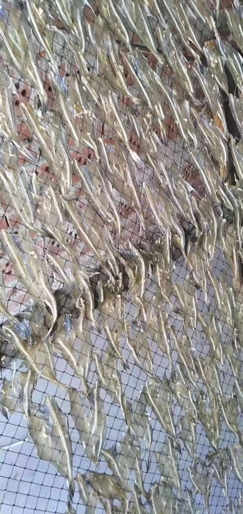 福建霞浦渔家自晒龙头鱼干