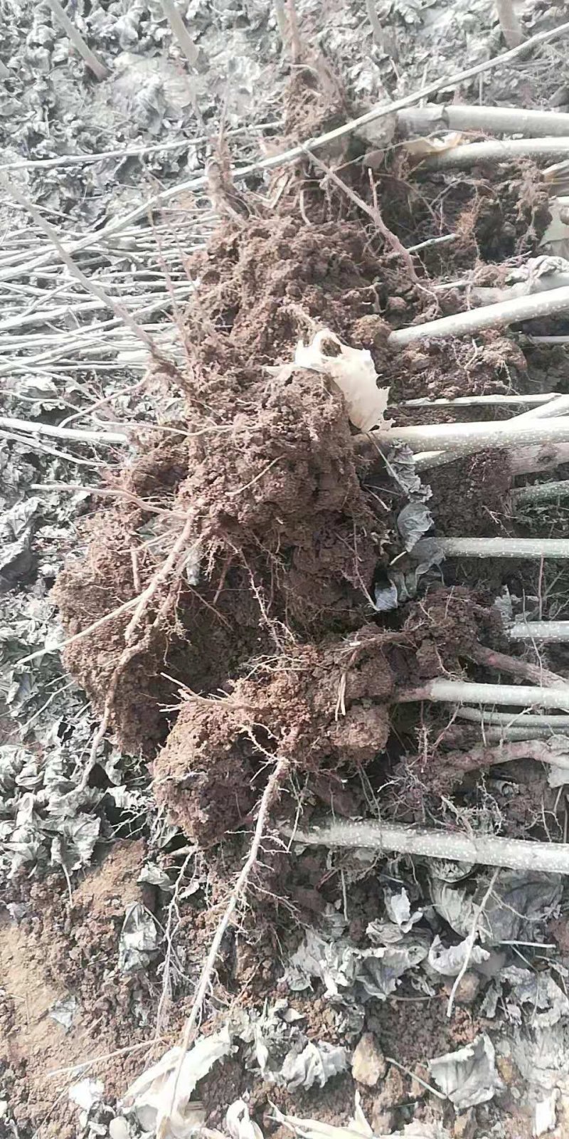 107速生杨，无病无灾，抗碱耐涝，成活率高。