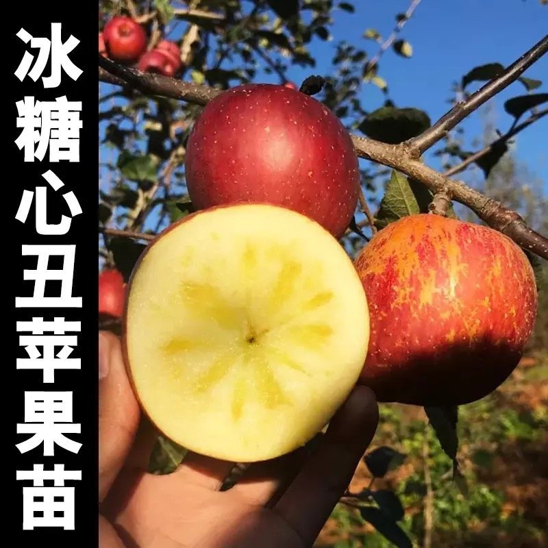 冰糖心苹果苗嫁接苗红肉苹果树苗地栽庭院水果树苗南北方种植