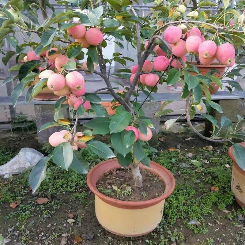 冰糖心苹果苗嫁接苗红肉苹果树苗地栽庭院水果树苗南北方种植