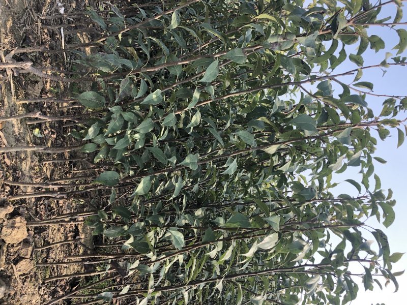 冰糖心苹果苗嫁接苗红肉苹果树苗地栽庭院水果树苗南北方种植