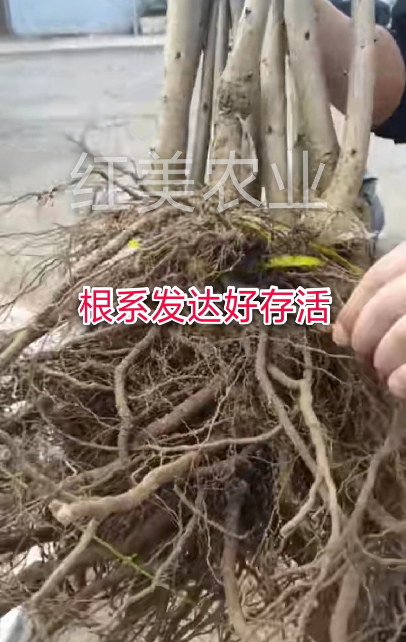 美早樱桃苗基地直发南北方均可种植保证品种包邮