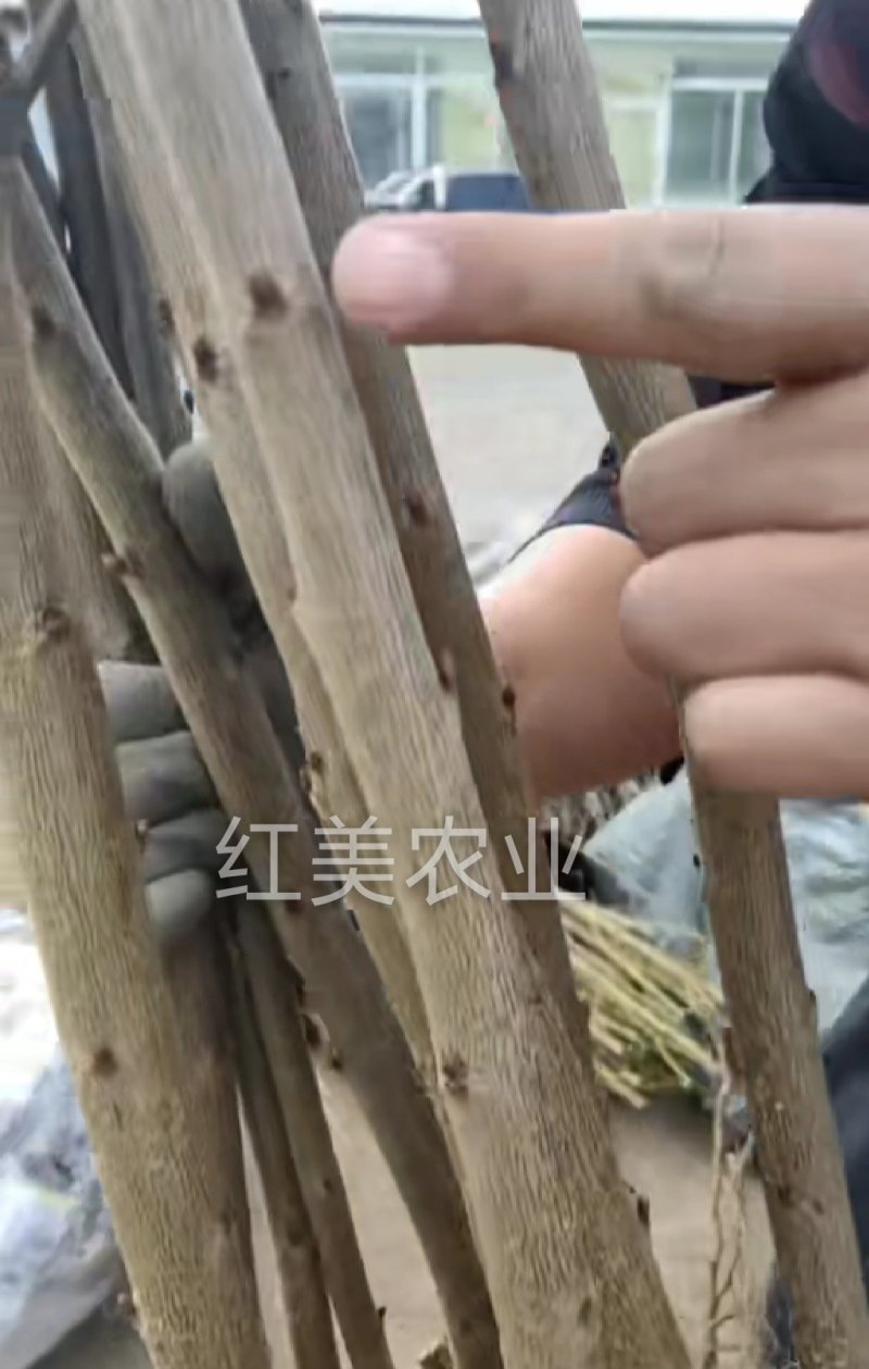 美早樱桃苗基地直发南北方均可种植保证品种包邮