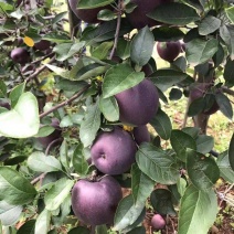 黑钻苹果苗树四季果树红富士地栽嫁接南方北方种植盆栽苹果树