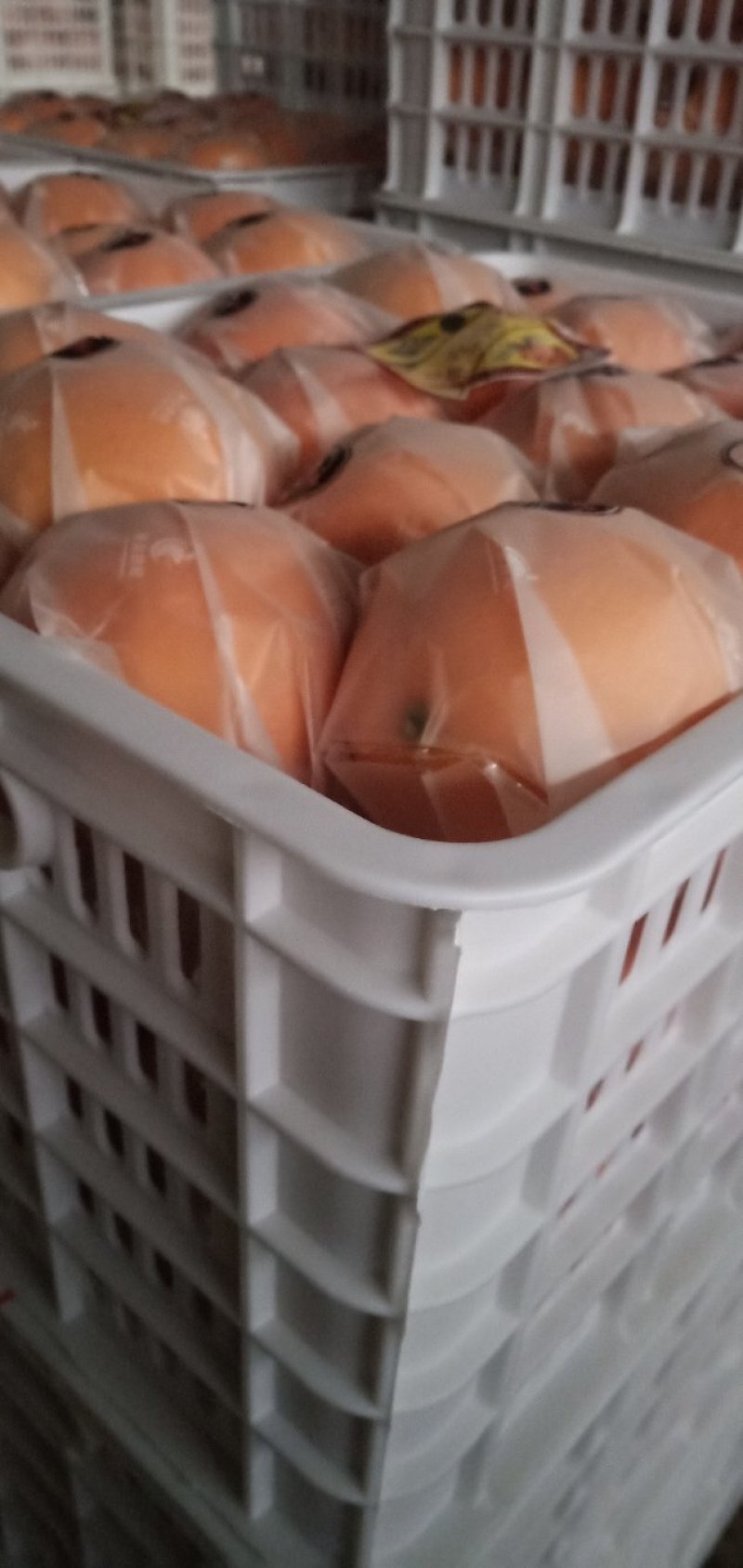 广西富川纽荷尔脐橙—富川脐橙又脆又爽口，口感好，欢迎电话咨询