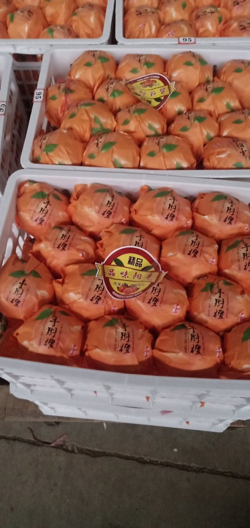 广西富川纽荷尔脐橙—富川脐橙又脆又爽口，口感好，欢迎电话咨询