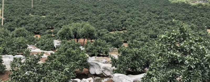 广西富川纽荷尔脐橙—富川脐橙又脆又爽口，口感好，欢迎电话咨询