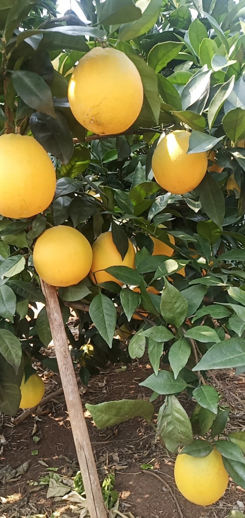 广西富川纽荷尔脐橙—富川脐橙又脆又爽口，口感好，欢迎电话咨询
