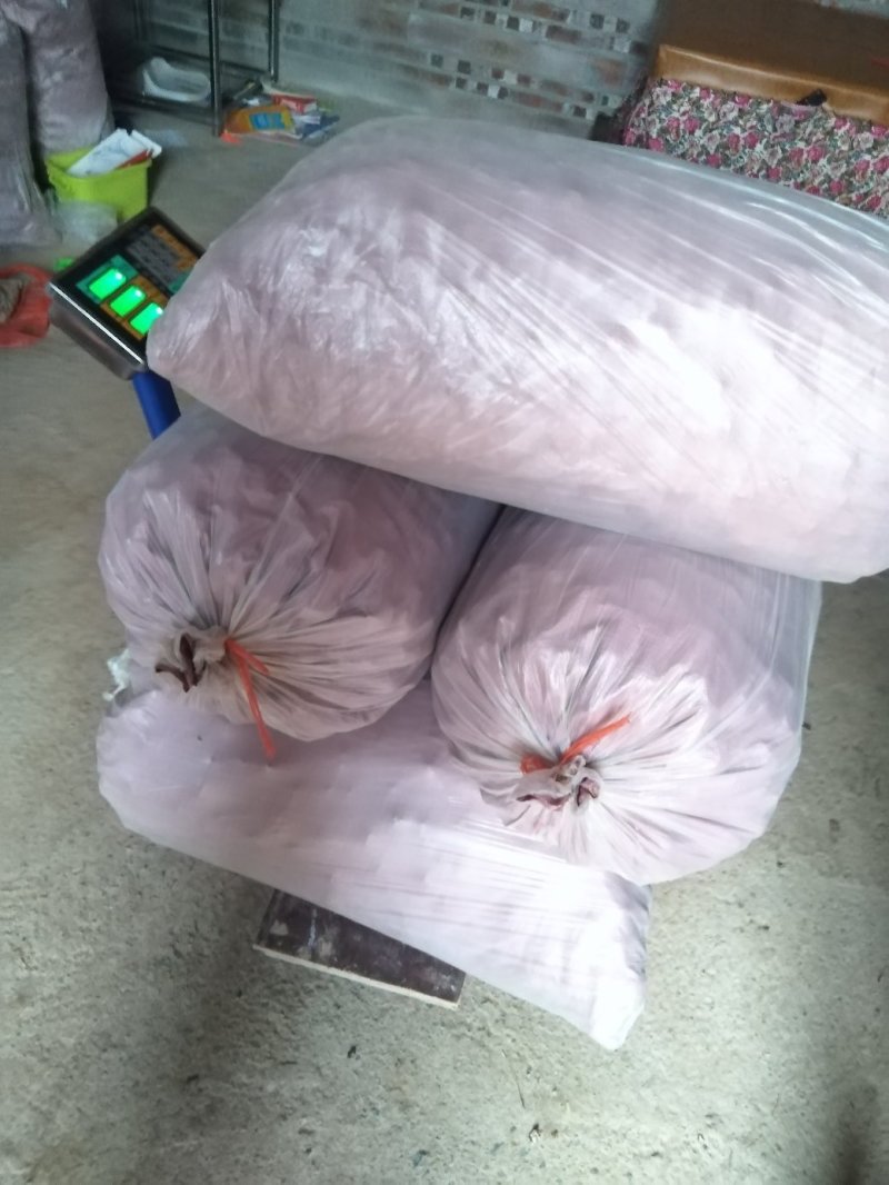 桂林瑶乡马蹄（荸荠）阿新农产品自产自销，零售批发欢迎订购