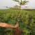 无花果树苗特大树苗四季盆栽矮化地栽庭院波姬红当年结果树苗