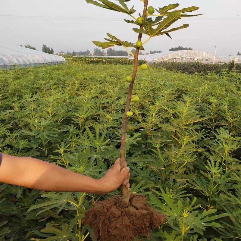 无花果树苗特大树苗四季盆栽矮化地栽庭院波姬红当年结果树苗