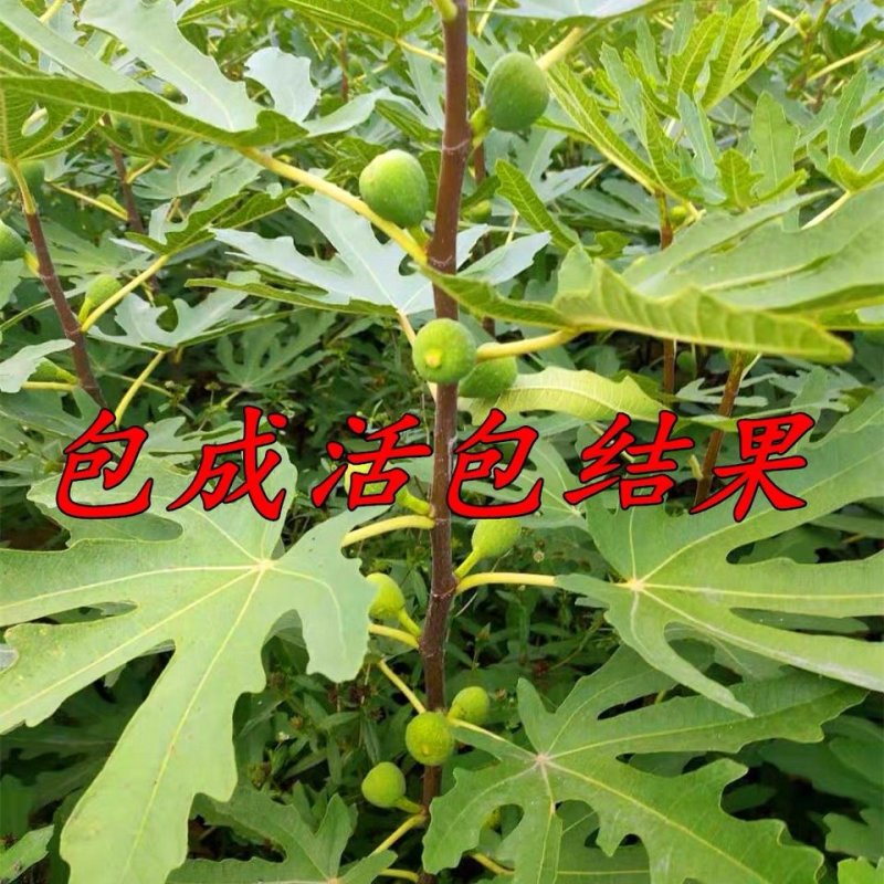 无花果树苗特大树苗四季盆栽矮化地栽庭院波姬红当年结果树苗