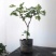 无花果树苗地栽苗南北方种植当年结果波姬红布兰瑞克无花果苗
