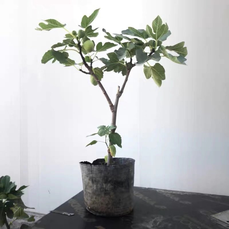 无花果树苗地栽苗南北方种植当年结果波姬红布兰瑞克无花果苗