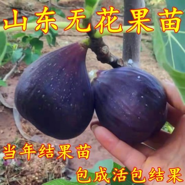 无花果树苗地栽苗南北方种植当年结果波姬红布兰瑞克无花果苗