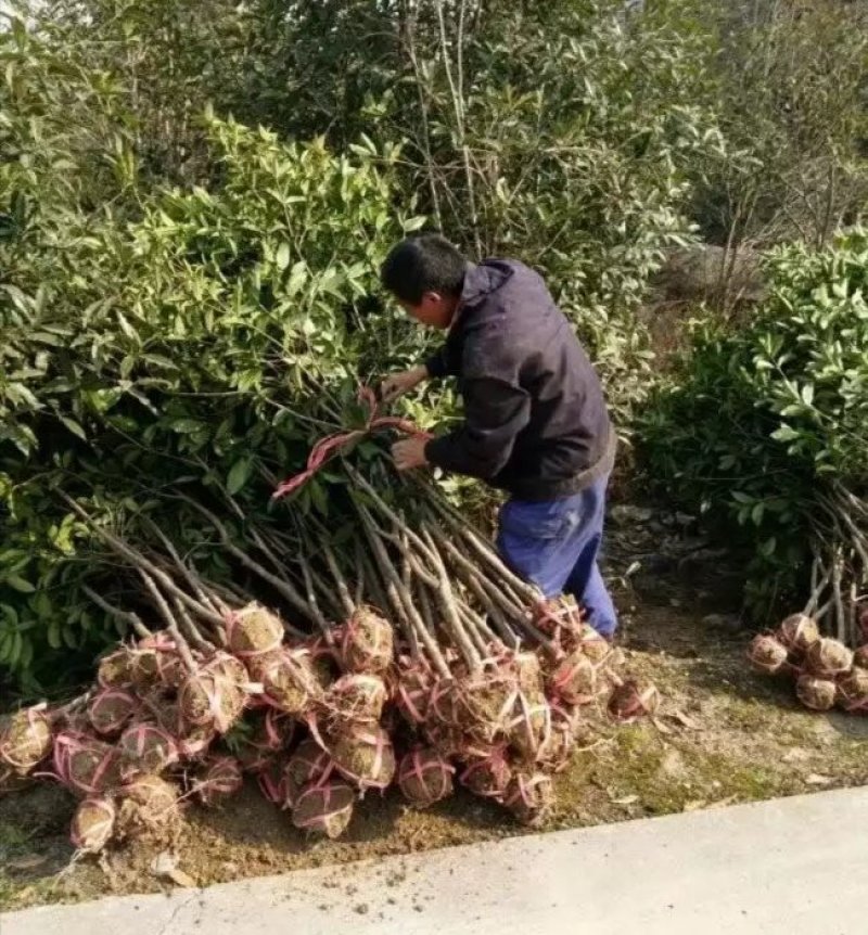桂林桂花树2公分到5公分～