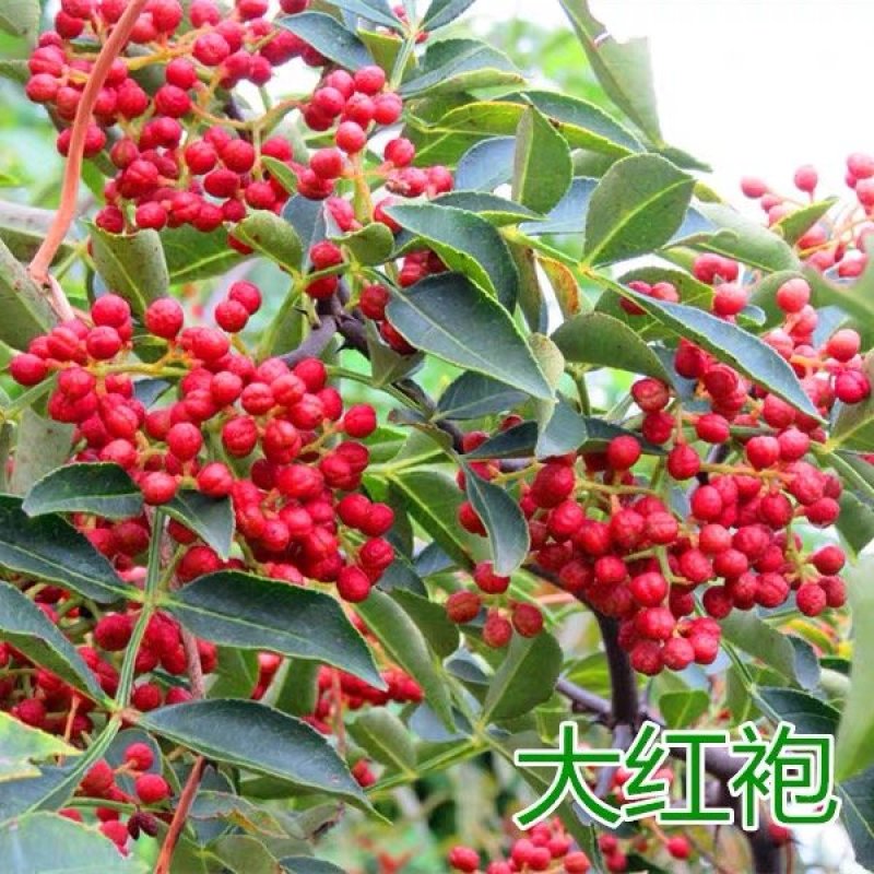 花椒树苗高产大红袍狮子头九叶青花椒苗盆栽花椒树苗基地直供
