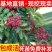 花椒树苗高产大红袍狮子头九叶青花椒苗盆栽花椒树苗基地直供