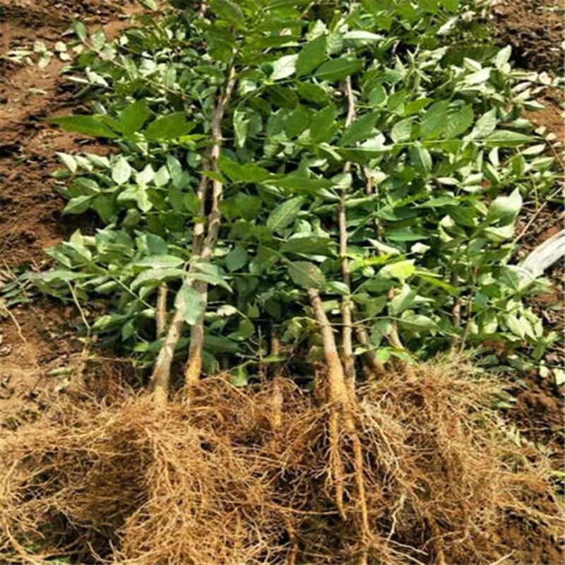 花椒树苗高产大红袍狮子头九叶青花椒苗盆栽花椒树苗基地直供