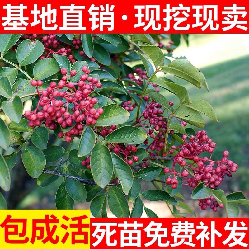 花椒树苗高产少刺大红袍狮子头九叶青四川花椒苗当年结果树苗