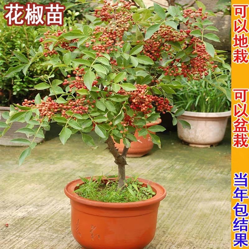 花椒树苗高产少刺大红袍狮子头九叶青四川花椒苗当年结果树苗