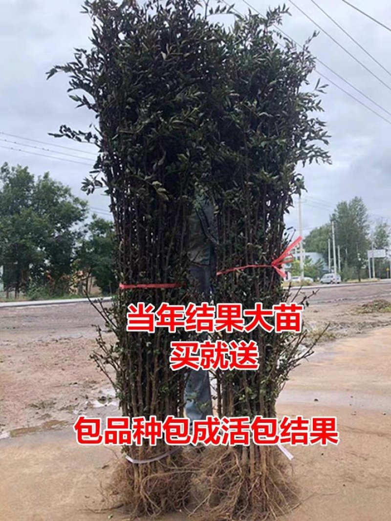花椒树苗高产少刺大红袍狮子头九叶青四川花椒苗当年结果树苗