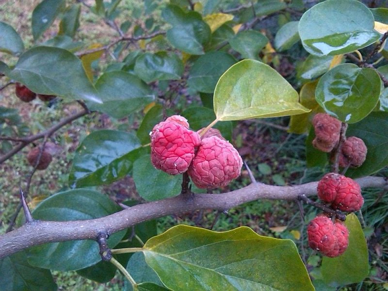 绿色植物