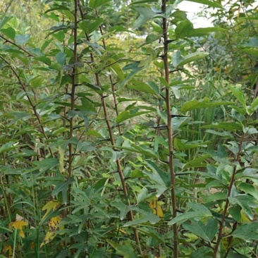 绿色植物