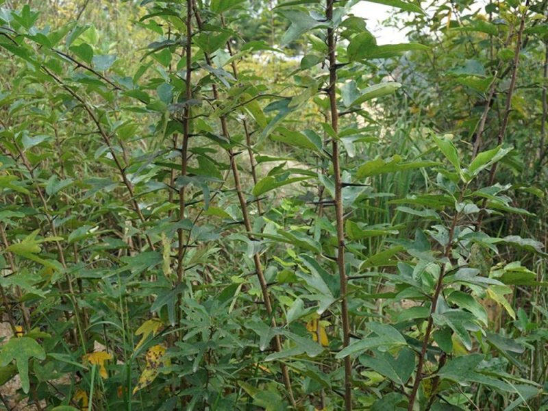 绿色植物