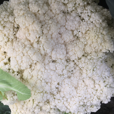 温州花菜
