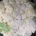 温州花菜