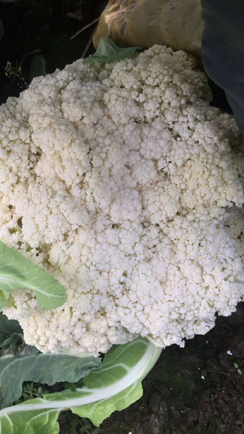 温州花菜