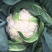 温州花菜